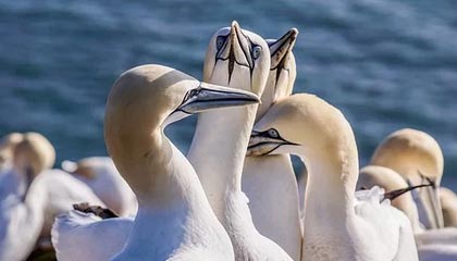 世界杯手机高清观看平台-Zika绕后开团,WBG密切配合完成0换3拿下大龙